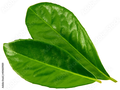 citrus leaves isolated on white background. clipping path