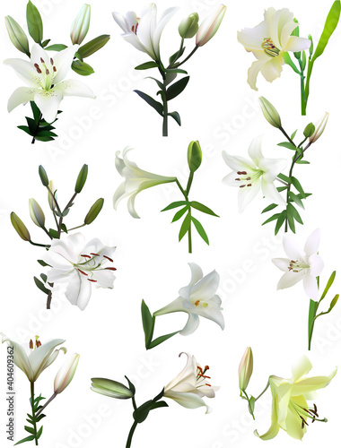 isolated eleven white lily flowers set