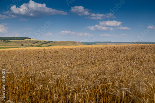 golden field with spikelets of ripe wheat