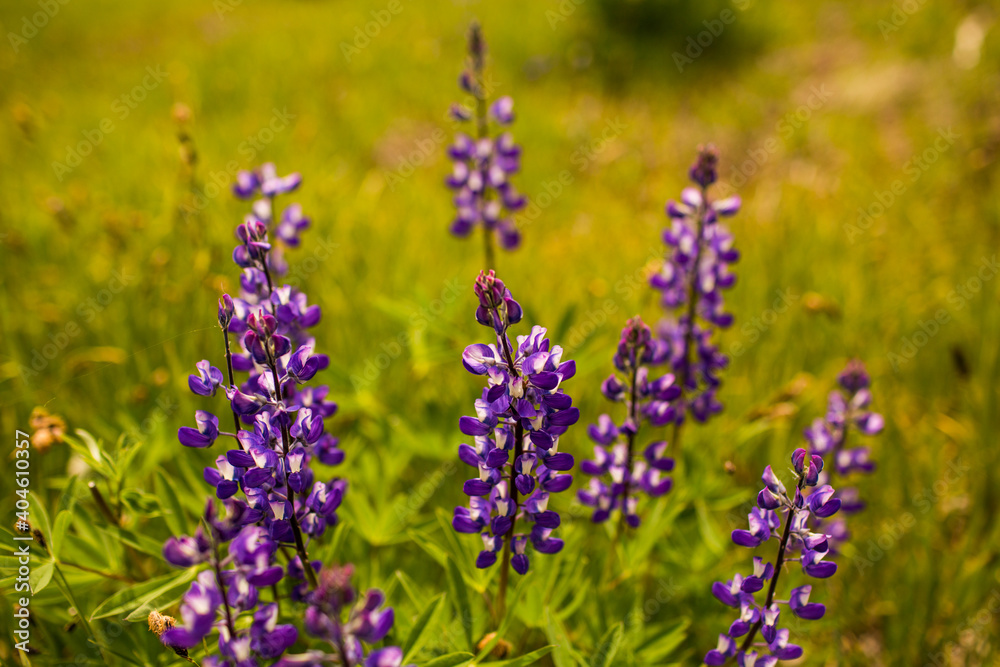 purple flowers in a green field purple flowers in a green field