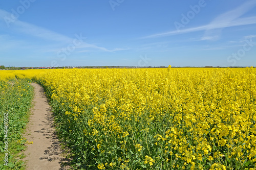 Path through a flowering rapeseed field. Spring landscape