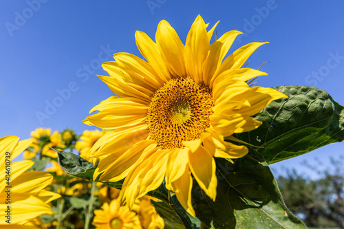 Sonnenblumen 5