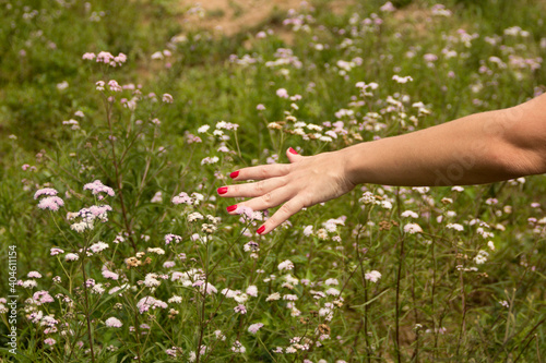 hands of the woman and flowers © Lucas