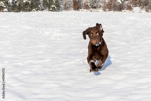 Brown flat coated retriever puppy outdoor on the snow in winter. Brown retriever running in deep snow.