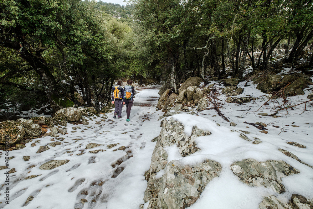 hikers in the Son Palou forest, Orient valley, Bunyola, Mallorca, Balearic Islands, Spain