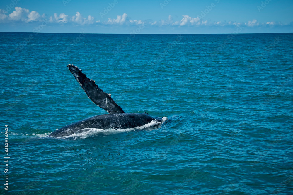 Fototapeta premium Humpback Whale photographed in Burarama, a district of the Cachoeiro de Itapemirim County, in Espirito Santo. Southeast of Brazil. Atlantic Forest Biome. Picture made in 2018.
