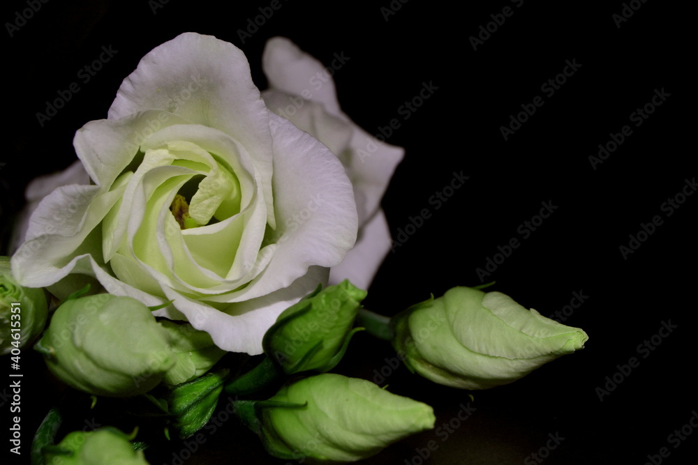 Lisianthus, Eustoma. White flowers on dark background. Lisianthus, Eustoma. White flowers on dark background.