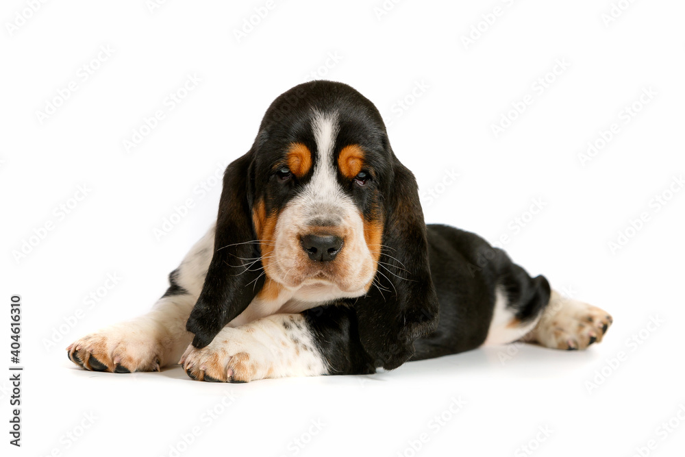 funny cute puppy basset hound.