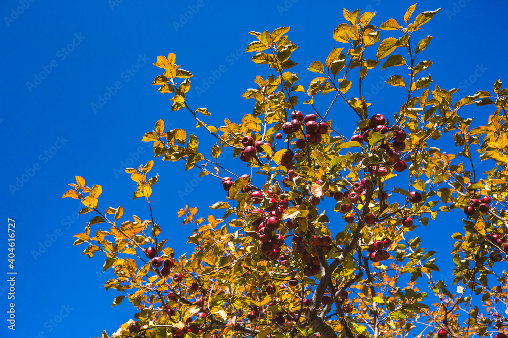 Apple tree with red ripe fruits