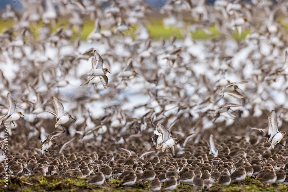 Flock of small brown birds flying in a group formation at a lake Flock of small brown birds flying in a group formation at a lake