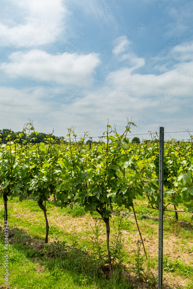 Rows of Vines in an English Vineyard