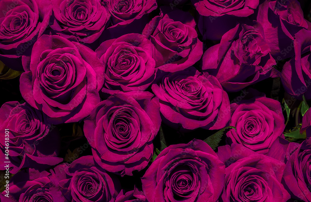 purple, pink roses background close-up purple, pink roses background close-up