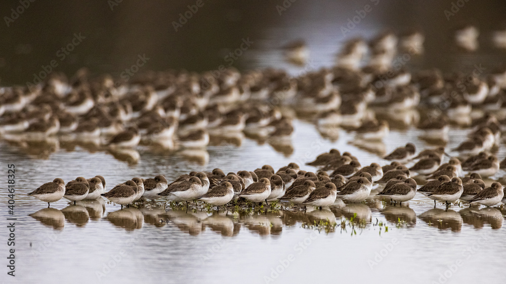 Obraz premium Flock of small brown birds in a group formation at a lake 