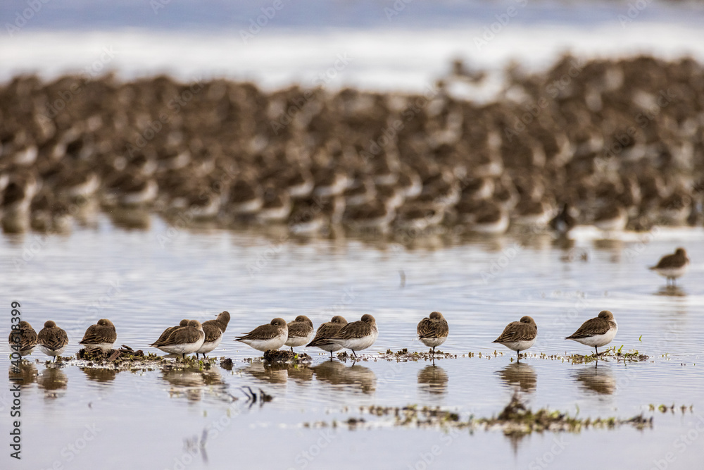 Flock of small brown birds in a group formation at a lake Flock of small brown birds in a group formation at a lake