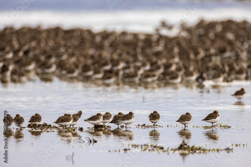 Flock of small brown birds in a group formation at a lake 