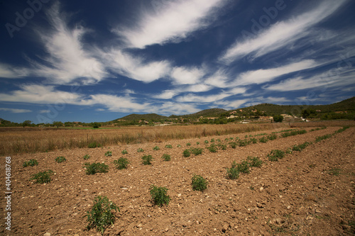 Viñedos. Son Macià.Manacor.Mallorca.Islas Baleares. España.