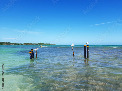Royal Terns standing on a post or beach buoy in turquoise augas of the caribbean sea. Idyllic landscape of birds and tropical nature background. photo