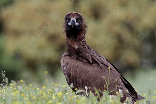 The cinereous vulture  Aegypius monachus 