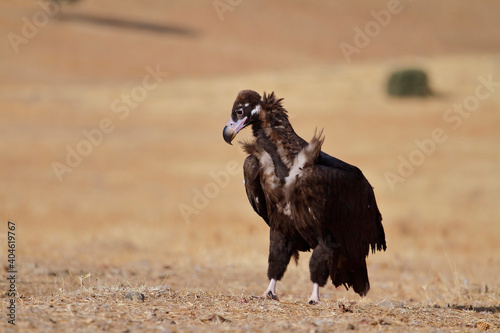 The cinereous vulture (Aegypius monachus)