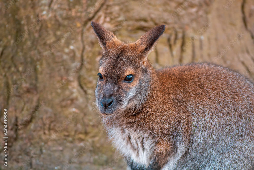 a portrait of a red necked bennett wallaby