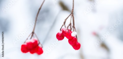 Close-up einer Rote Beere mit Schnee bedeckt .