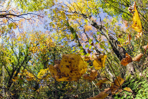 Cable mountain in Rome. The sacred way and woods in autumn. Colors, nature and a fairytale landscape photo