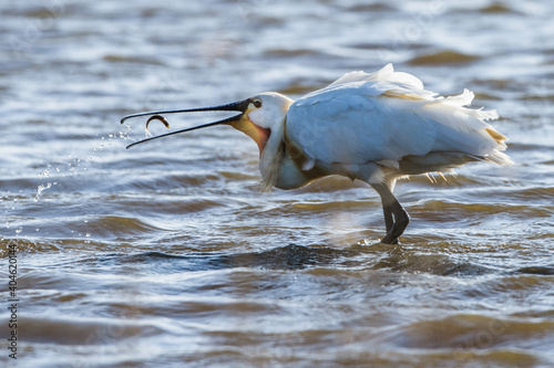 Löffler (Platalea leucorodia)