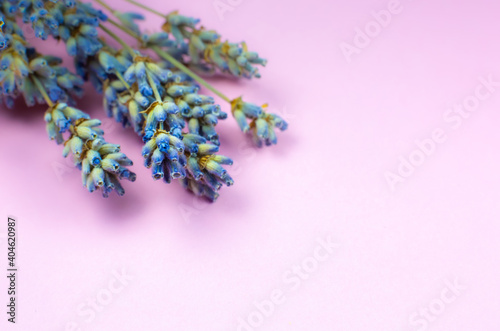 Fototapeta Naklejka Na Ścianę i Meble -  Decorative dry lavender bouquet on pink background. Close up.