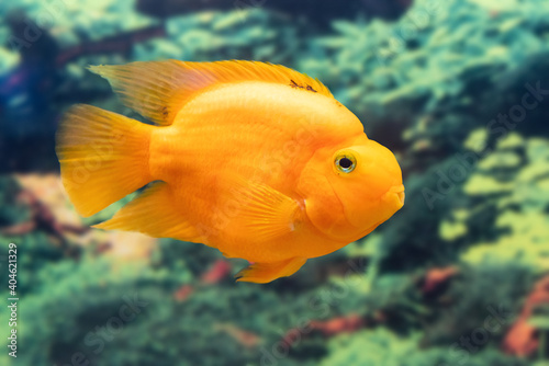 Beautiful parrot fish swims in the aquarium