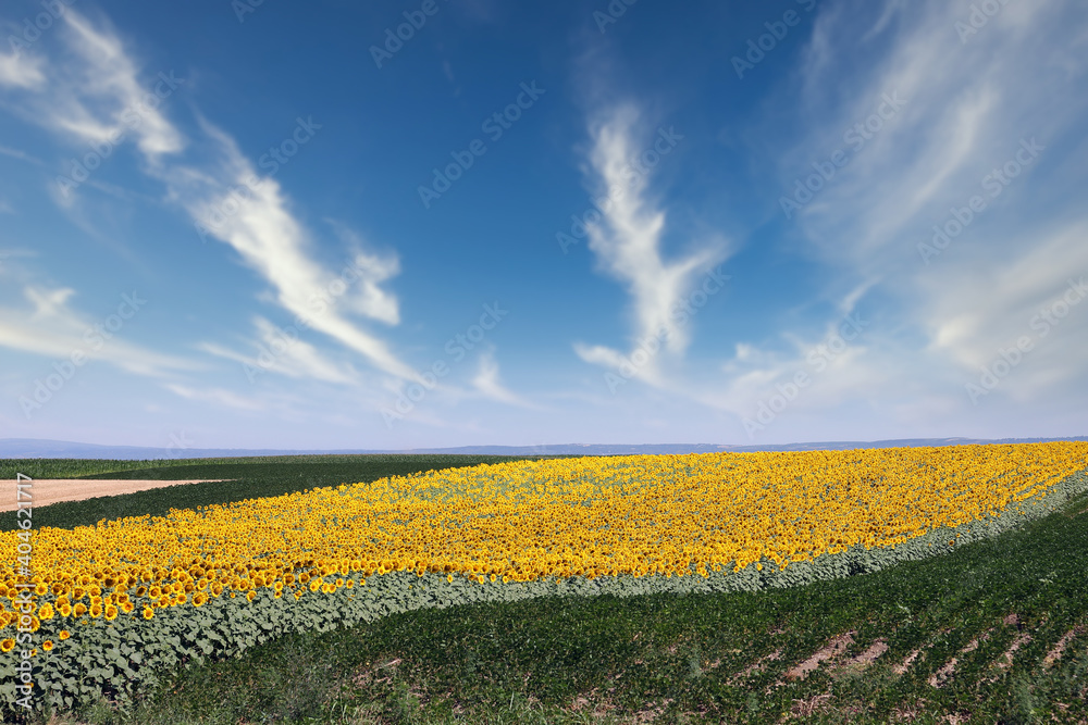 Sunflower field in summer landscape