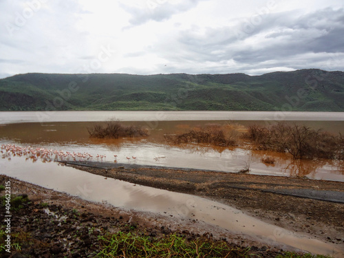 Scenic views of flamingos at the shores of Lake Bogoria, Kenya photo