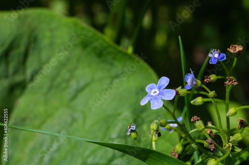Blossoming and faded Brunnera flowers in sunny day on green leaves background. Selective focus, copy space.