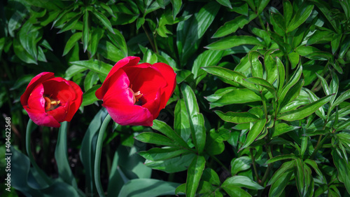 Two red tulip flowers between green lush leaves in sunny day, nature fresh plants background. Selective focus, top view.