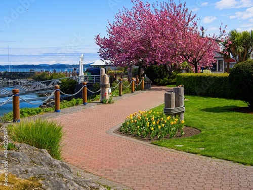 Fototapeta Naklejka Na Ścianę i Meble -  Spectacular walkway along the shoreline of Sidney BC, Vancouver Island in the springtime