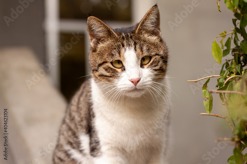 portrait of a cat in fall © lker