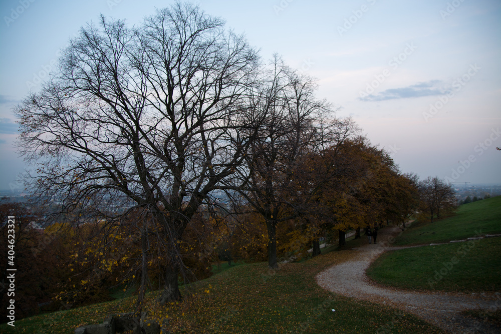 Avenue of trees during late autumn in Cracow, Poland Avenue of trees during late autumn in Cracow, Poland