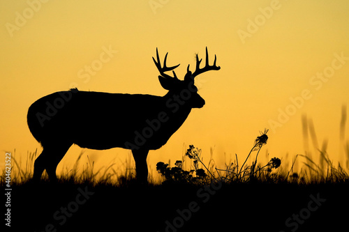 White-tailed Buck Sunrise Silhouette © Bernie Duhamel