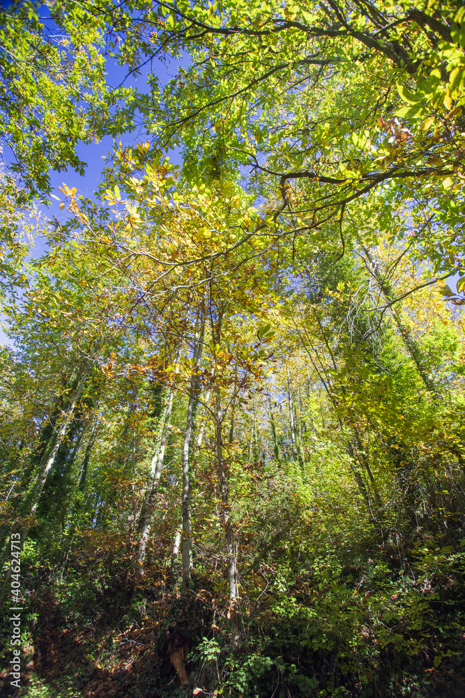 Cable mountain in Rome. The sacred way and woods in autumn. Colors, nature and a fairytale landscape Cable mountain in Rome. The sacred way and woods in autumn. Colors, nature and a fairytale landscape