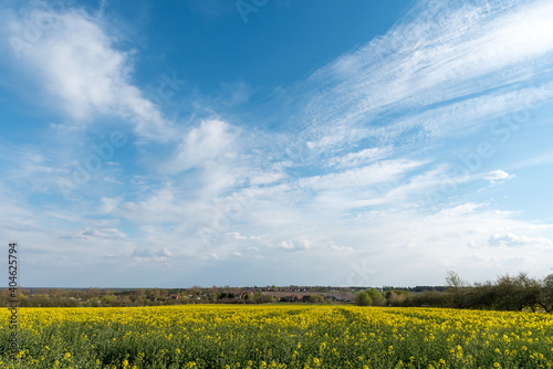 Yellow rape flowers in the field. Rural and spring landscape. Blooming fields.