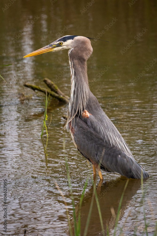 Portrait of coastal great blue heron in water eating fish in beak with green background Portrait of coastal great blue heron in water eating fish in beak with green background