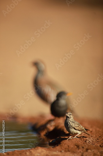 Partridges drinking in the pond.
