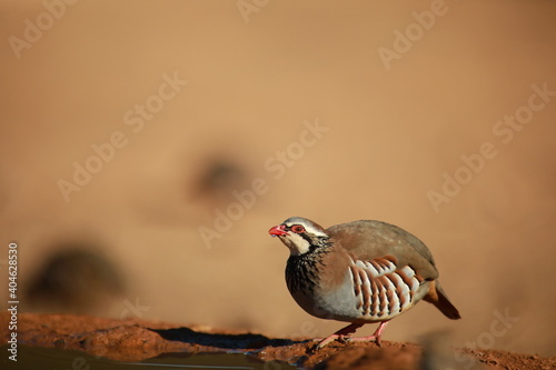 Partridges drinking in the pond.