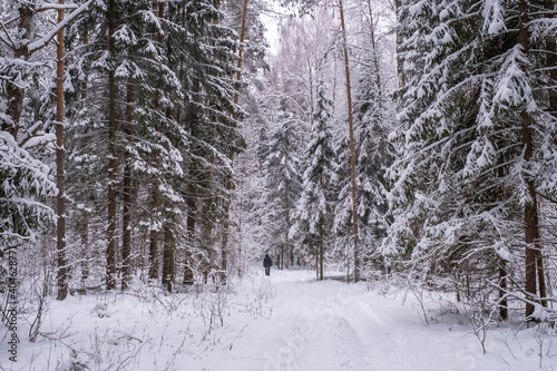 A woman walks on a snowy road in a winter forest covered with snow.