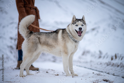 The husky dog stands and looks into the camera © Михаил Гужов