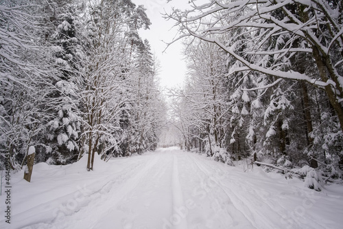 Amazing snowy forest. Snowy trees in winter. The road is in a snowy forest.