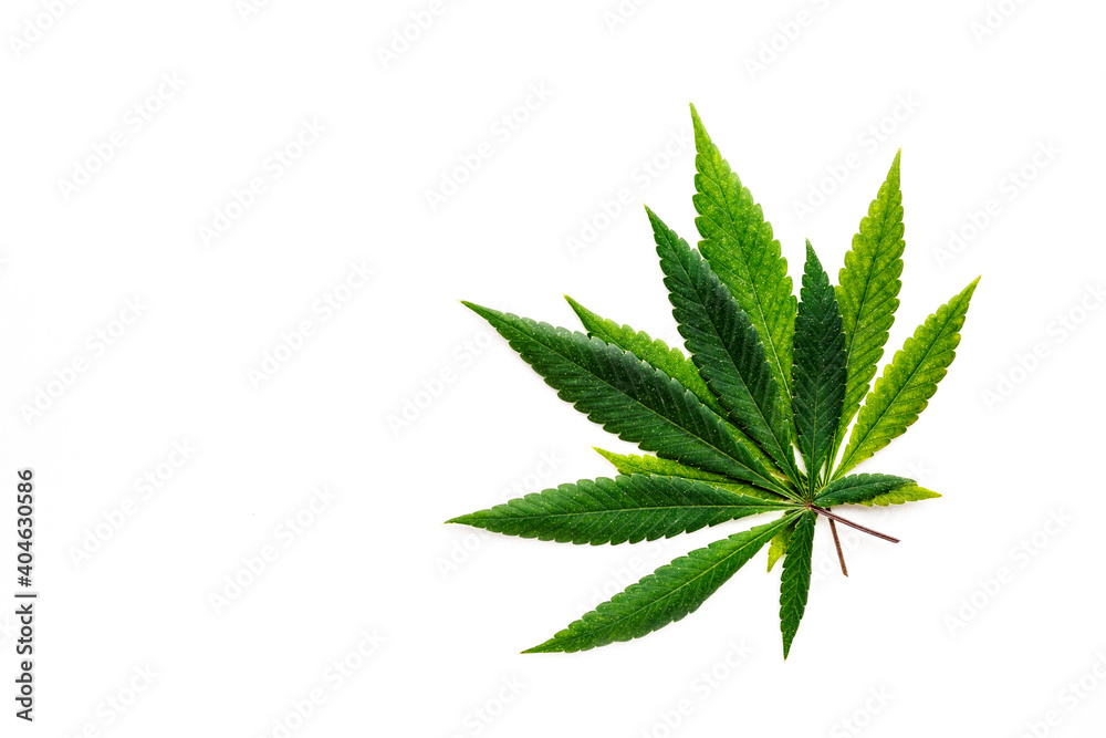 Cannabis is a standoff between a drug and a medicine. Green background of leaves.Close-up young hemp. Medicinal indica with CBD.Green cannabis leaves isolated on white background. Cannabis is a standoff between a drug and a medicine. Green background of leaves.Close-up young hemp. Medicinal indica with CBD.Green cannabis leaves isolated on white background.