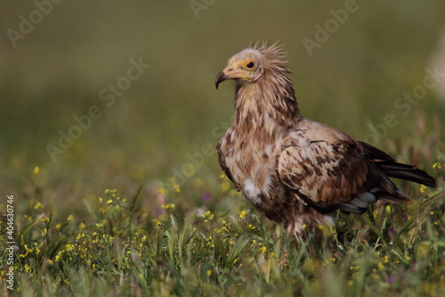 The Egyptian vulture (Neophron percnopterus)