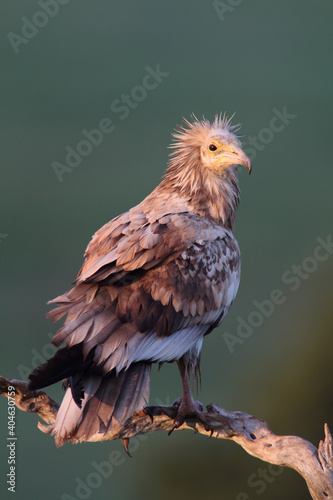 The Egyptian vulture (Neophron percnopterus)
