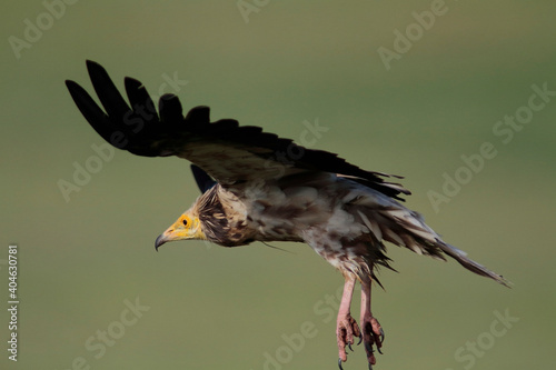 The Egyptian vulture (Neophron percnopterus)