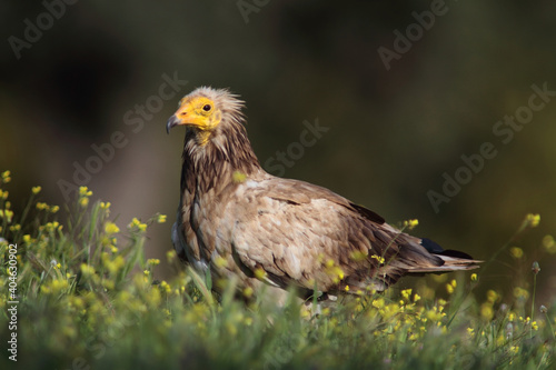 The Egyptian vulture  Neophron percnopterus 